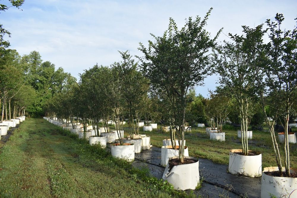 lagerstroemia-fauriei-tuscarora-japanese-crape-myrtle