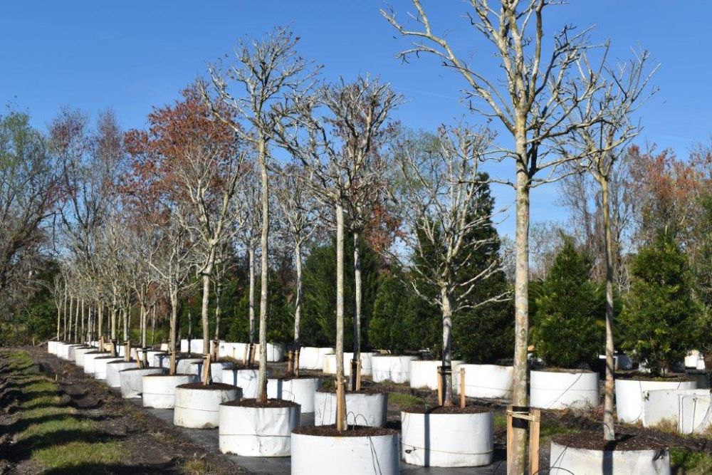 lagerstroemia-fauriei-tuscarora-japanese-crape-myrtle