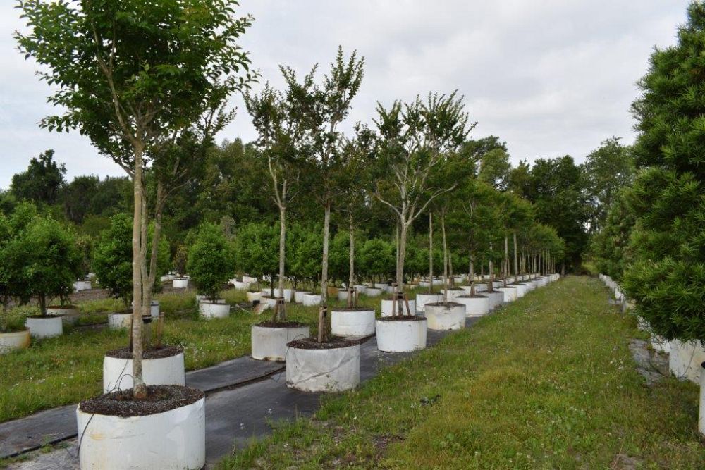 lagerstroemia-fauriei-tuscarora-japanese-crape-myrtle