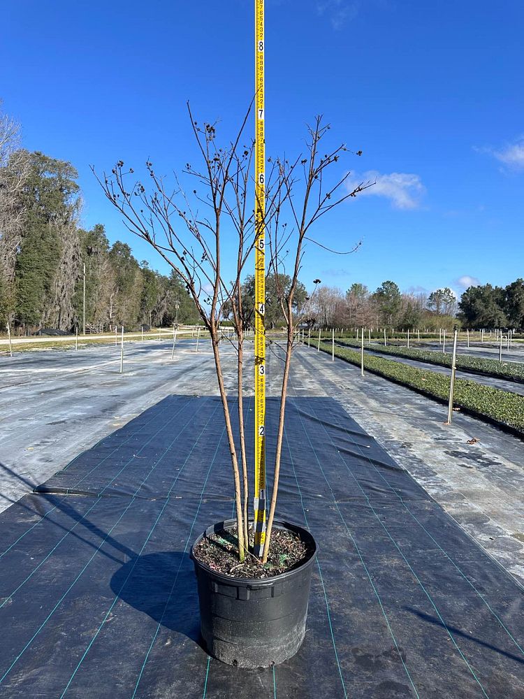 lagerstroemia-fauriei-tuscarora-japanese-crape-myrtle