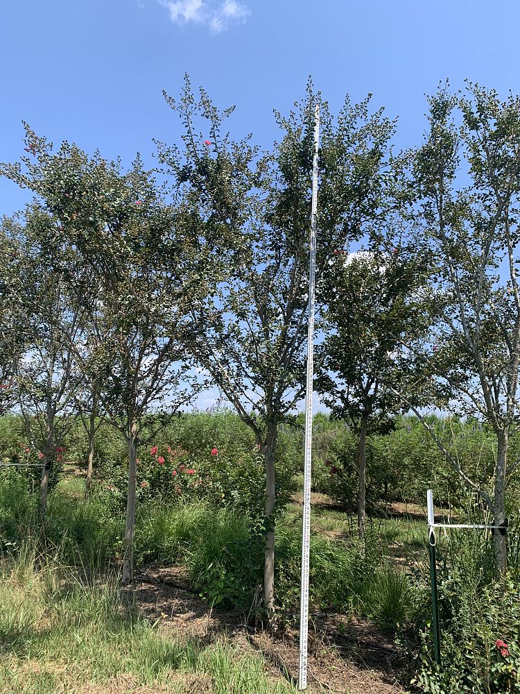 lagerstroemia-fauriei-tuscarora-japanese-crape-myrtle