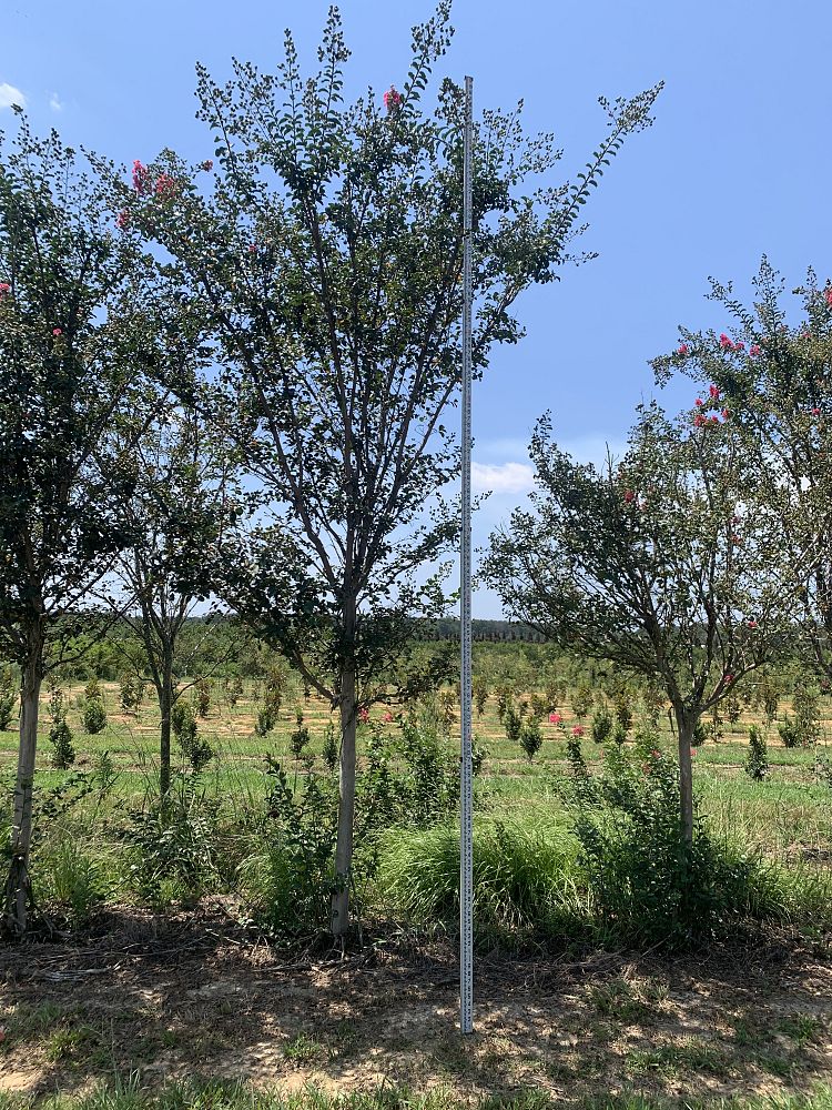 lagerstroemia-fauriei-tuscarora-japanese-crape-myrtle