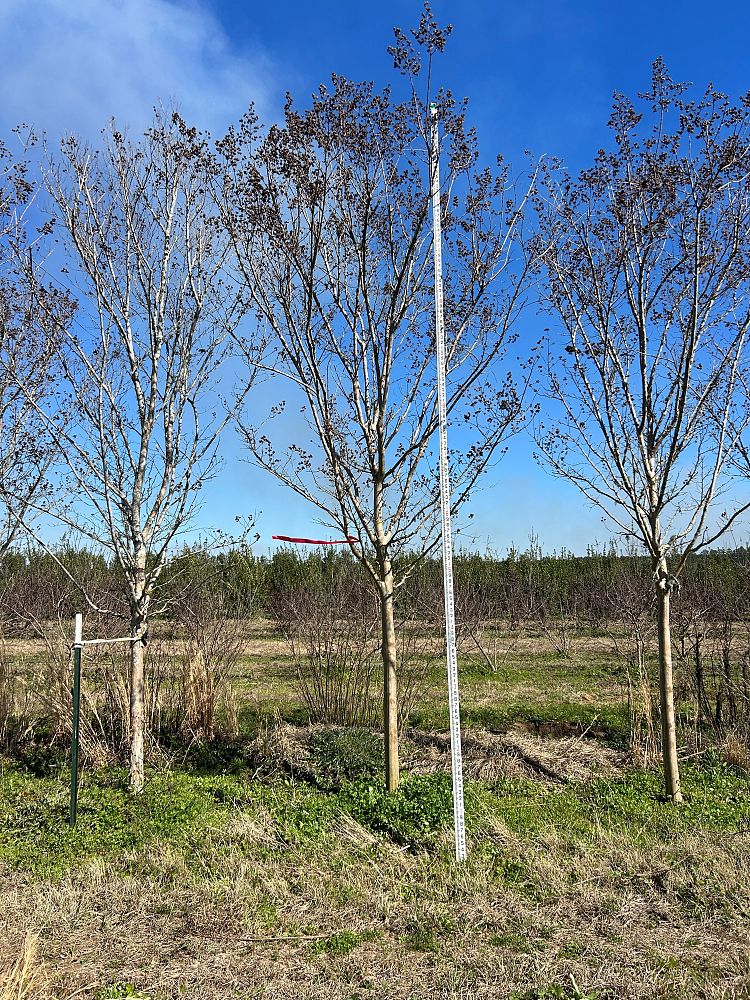 lagerstroemia-fauriei-tuscarora-japanese-crape-myrtle