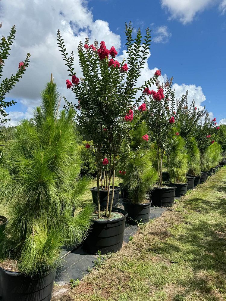 lagerstroemia-fauriei-tuscarora-japanese-crape-myrtle