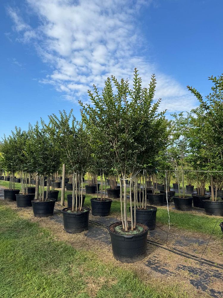 lagerstroemia-fauriei-tuscarora-japanese-crape-myrtle