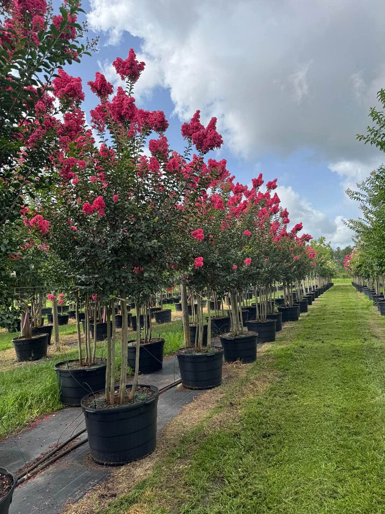 lagerstroemia-fauriei-tuscarora-japanese-crape-myrtle