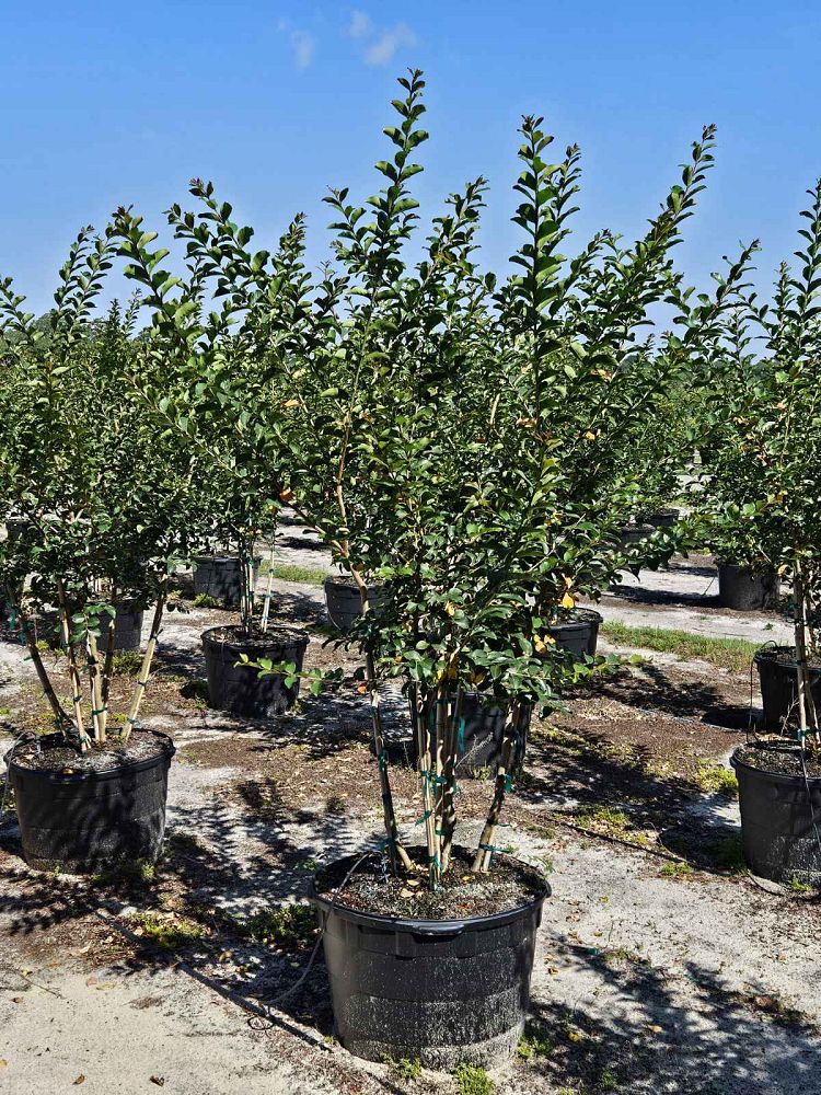 lagerstroemia-fauriei-tuscarora-japanese-crape-myrtle