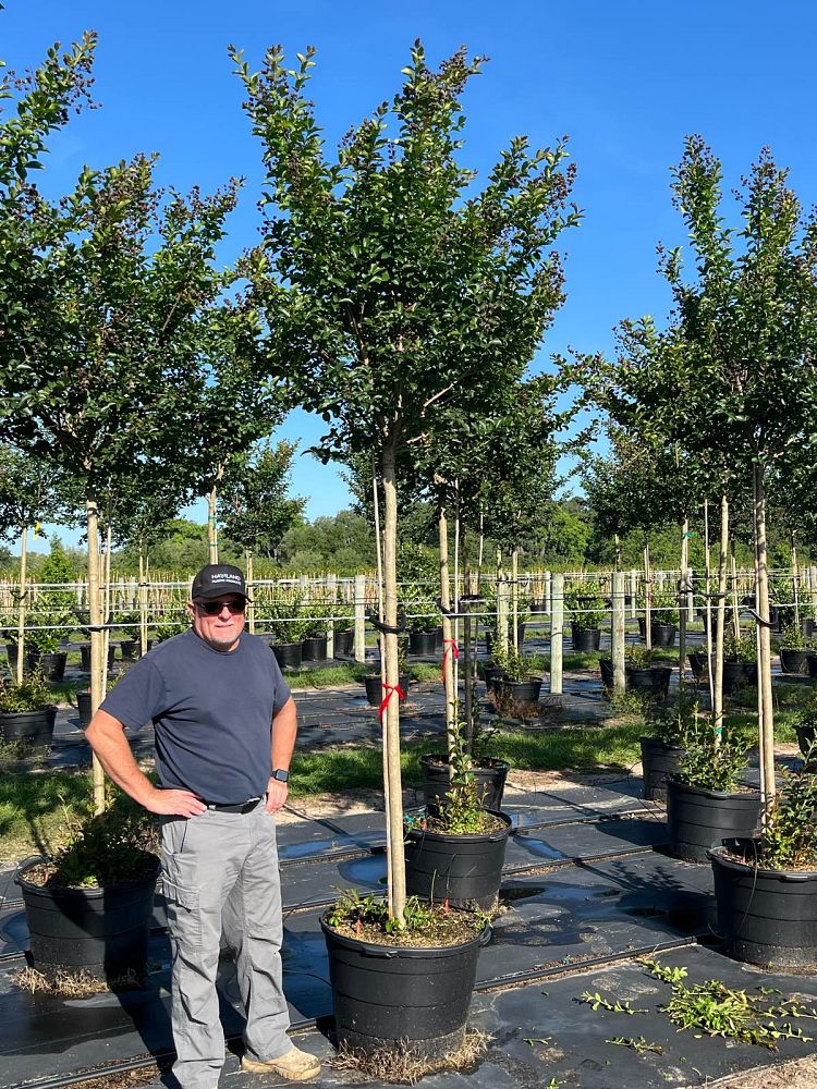 lagerstroemia-fauriei-tuscarora-japanese-crape-myrtle