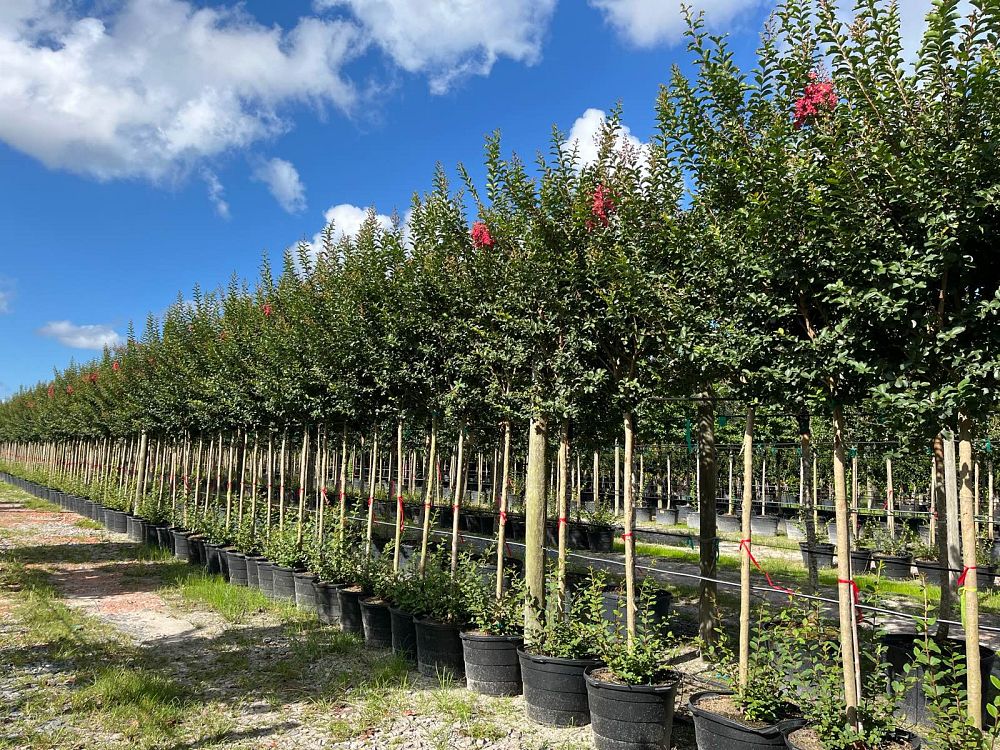 lagerstroemia-fauriei-tuscarora-japanese-crape-myrtle