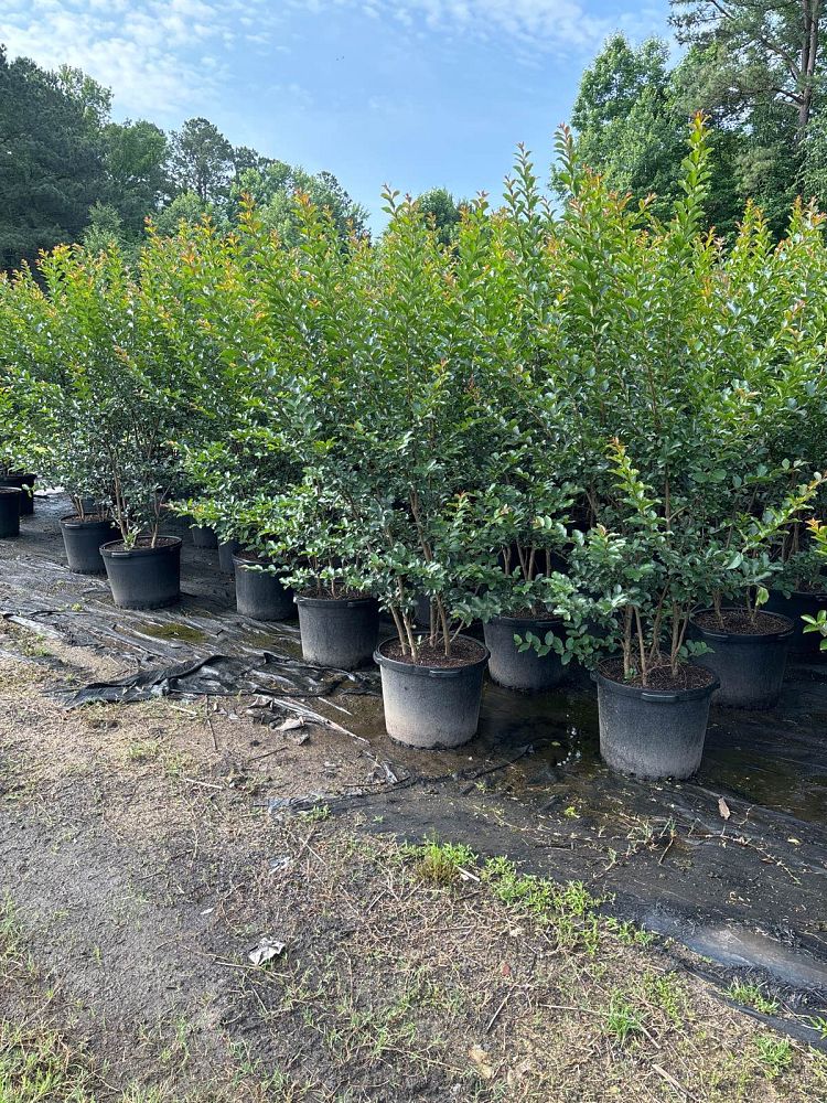 lagerstroemia-fauriei-tuscarora-japanese-crape-myrtle