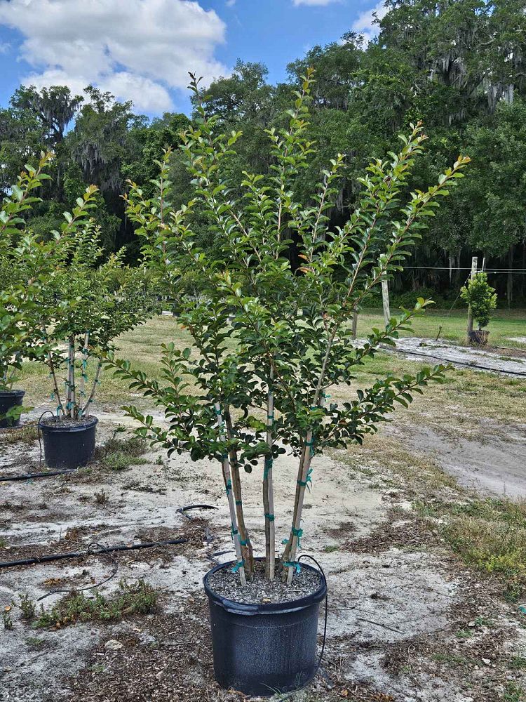 lagerstroemia-fauriei-tuscarora-japanese-crape-myrtle