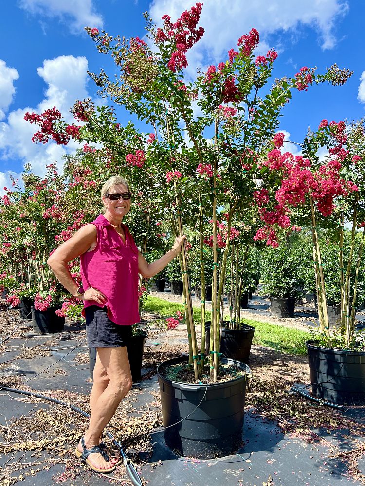 lagerstroemia-fauriei-tuscarora-japanese-crape-myrtle