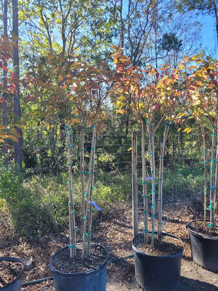 lagerstroemia-fauriei-tuscarora-japanese-crape-myrtle