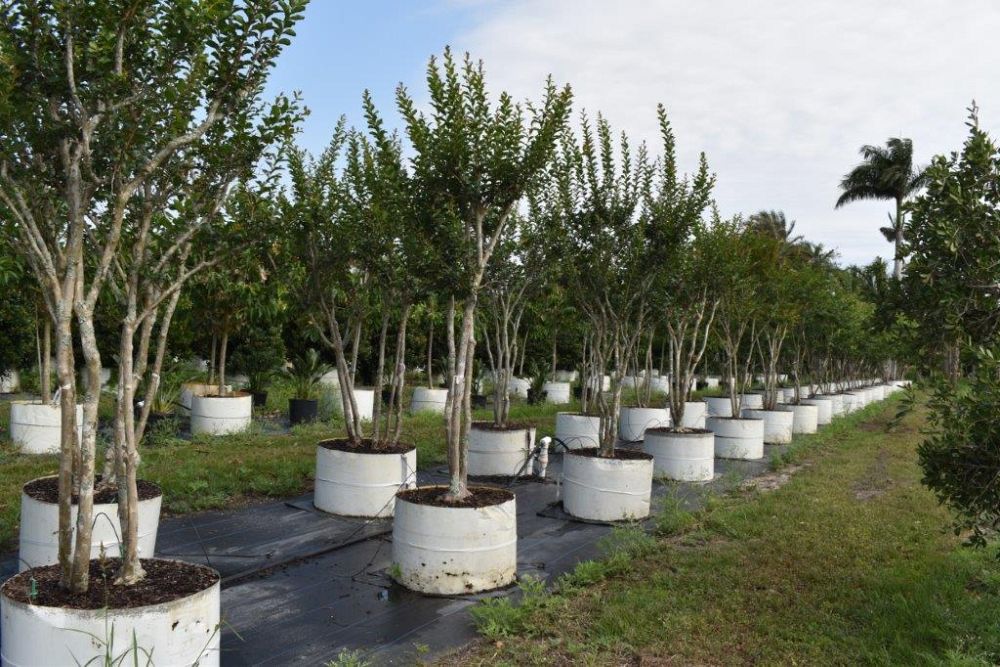 lagerstroemia-fauriei-tuscarora-japanese-crape-myrtle