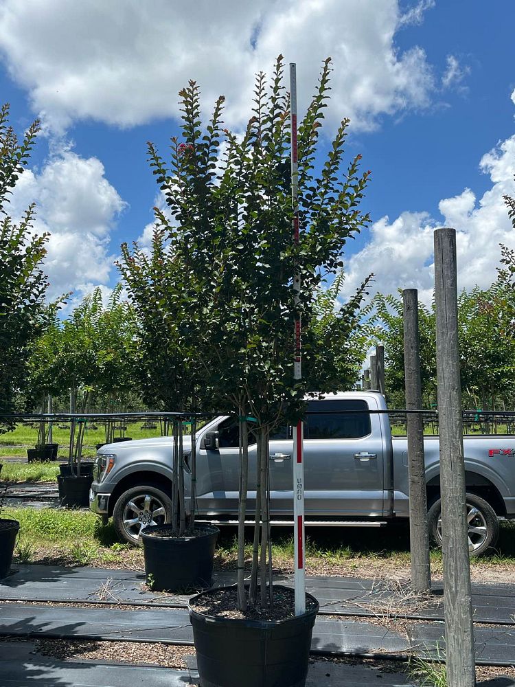 lagerstroemia-fauriei-tuscarora-japanese-crape-myrtle