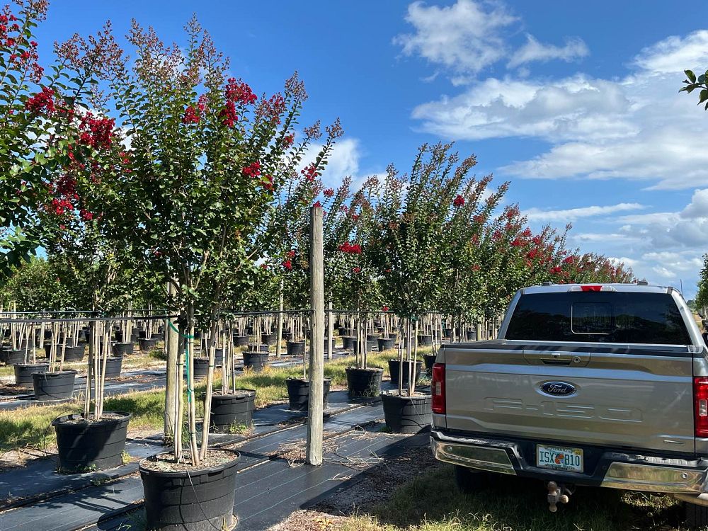 lagerstroemia-fauriei-tuscarora-japanese-crape-myrtle