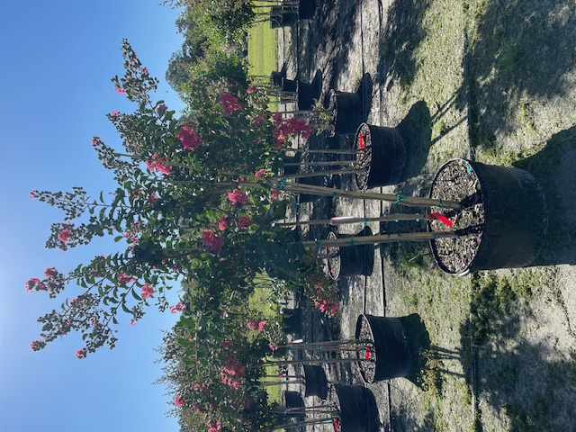 lagerstroemia-fauriei-tuscarora-japanese-crape-myrtle