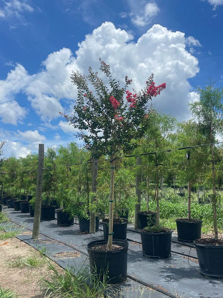 lagerstroemia-fauriei-tuscarora-japanese-crape-myrtle