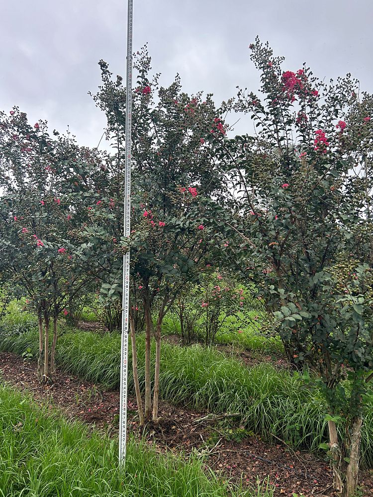 lagerstroemia-fauriei-tuscarora-japanese-crape-myrtle