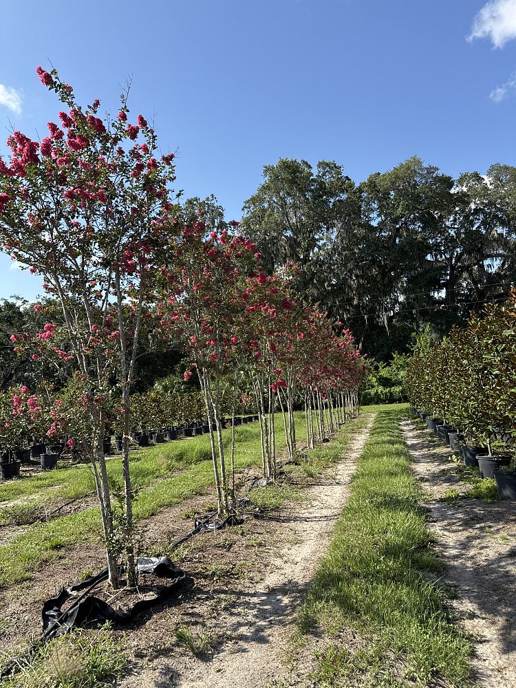 lagerstroemia-fauriei-tuscarora-japanese-crape-myrtle