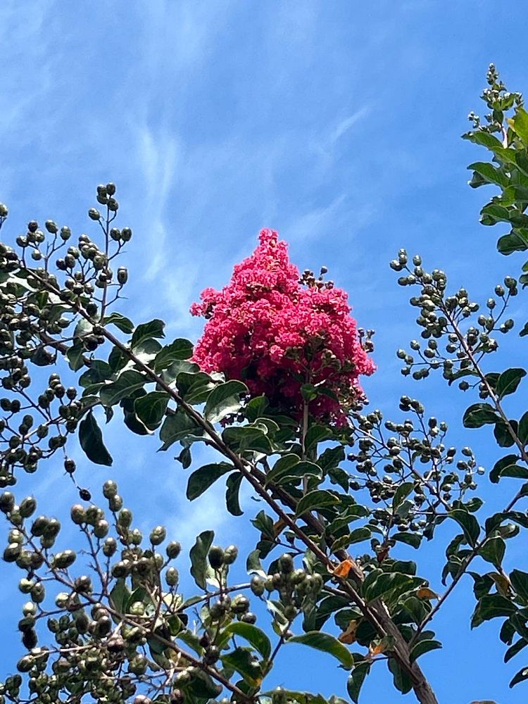 lagerstroemia-fauriei-tuscarora-japanese-crape-myrtle