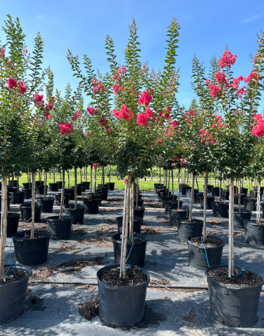 lagerstroemia-fauriei-tuscarora-japanese-crape-myrtle