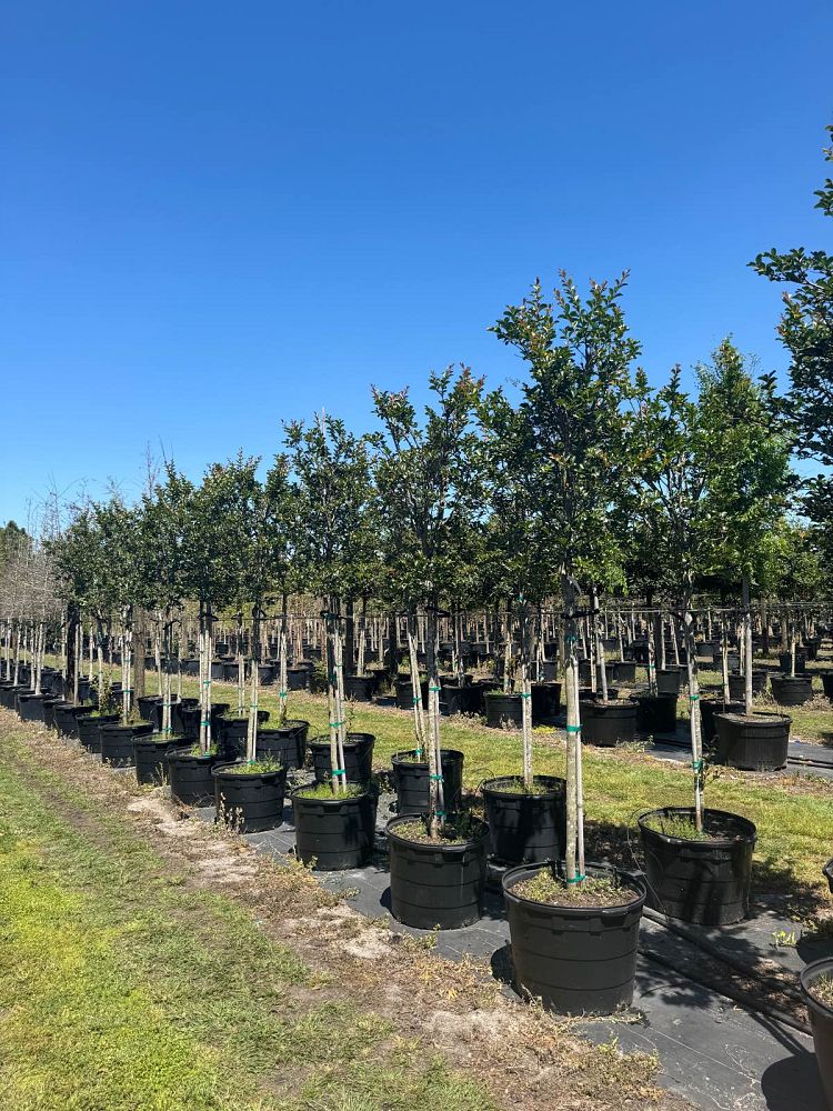 lagerstroemia-fauriei-tuscarora-japanese-crape-myrtle