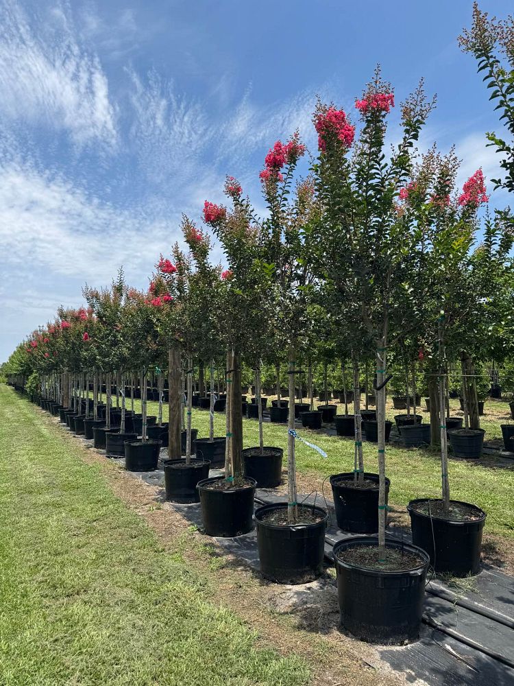 lagerstroemia-fauriei-tuscarora-japanese-crape-myrtle