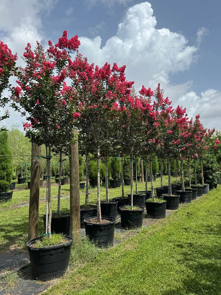 lagerstroemia-fauriei-tuscarora-japanese-crape-myrtle
