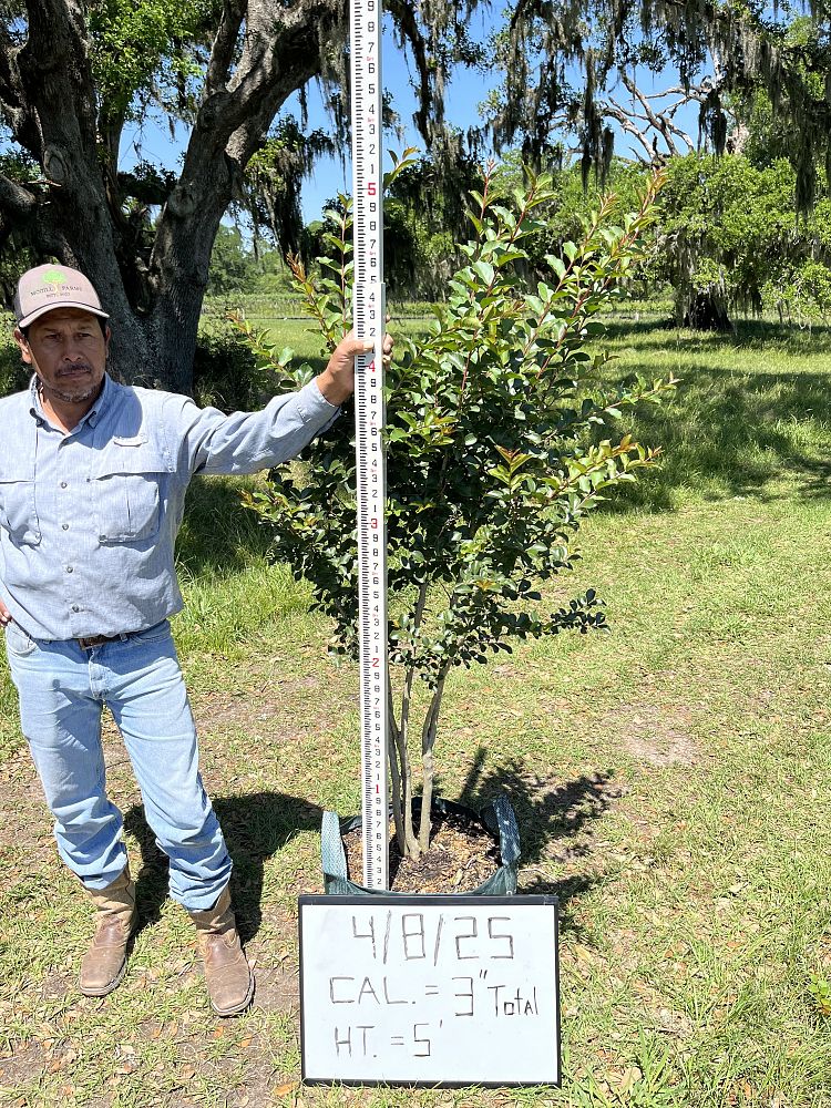lagerstroemia-fauriei-tuscarora-japanese-crape-myrtle