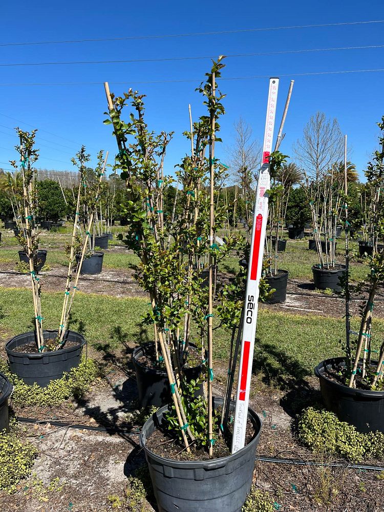 lagerstroemia-fauriei-tuscarora-japanese-crape-myrtle