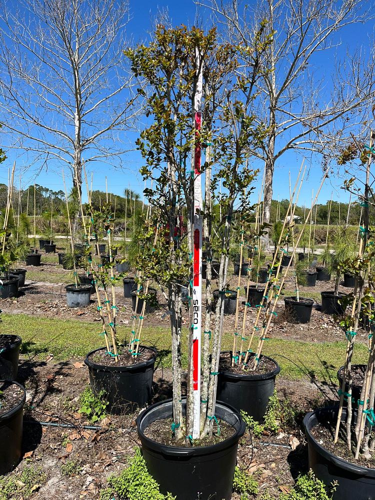 lagerstroemia-fauriei-tuscarora-japanese-crape-myrtle