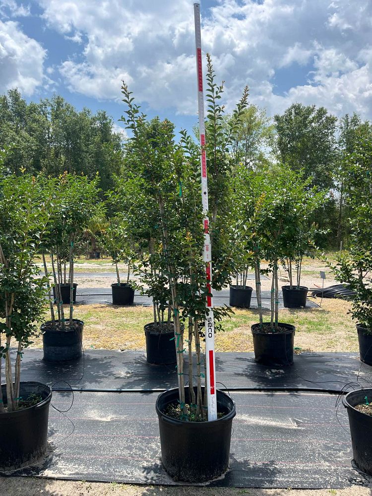 lagerstroemia-fauriei-tuscarora-japanese-crape-myrtle