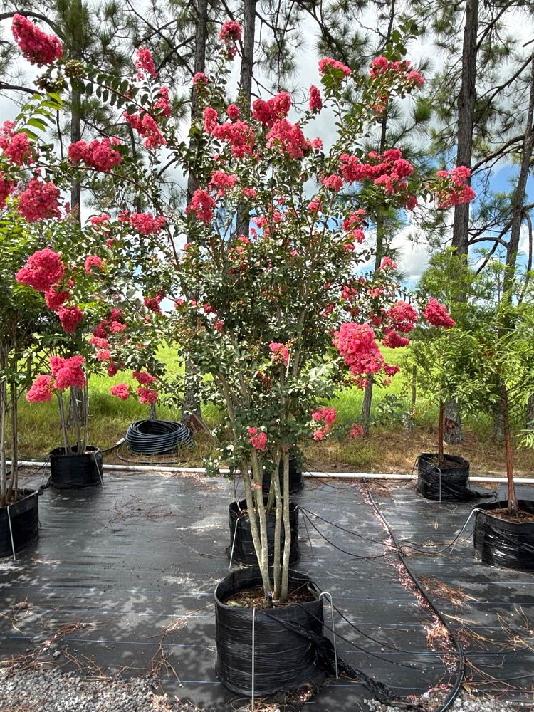 lagerstroemia-fauriei-tuscarora-japanese-crape-myrtle