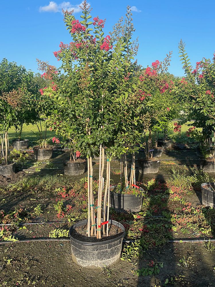 lagerstroemia-fauriei-tuscarora-japanese-crape-myrtle