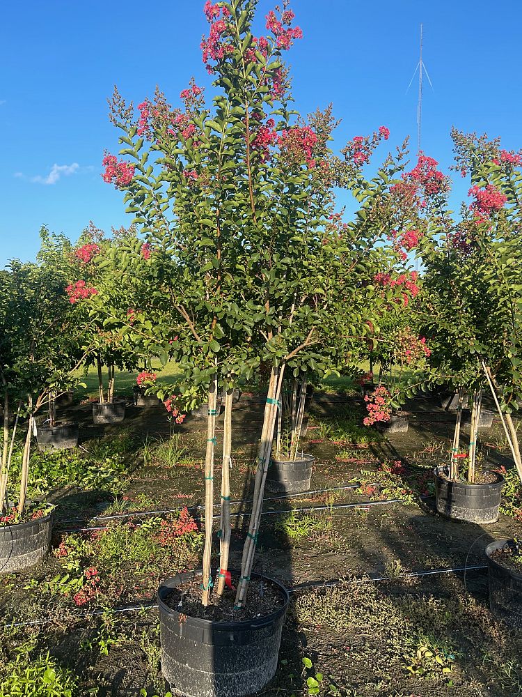 lagerstroemia-fauriei-tuscarora-japanese-crape-myrtle
