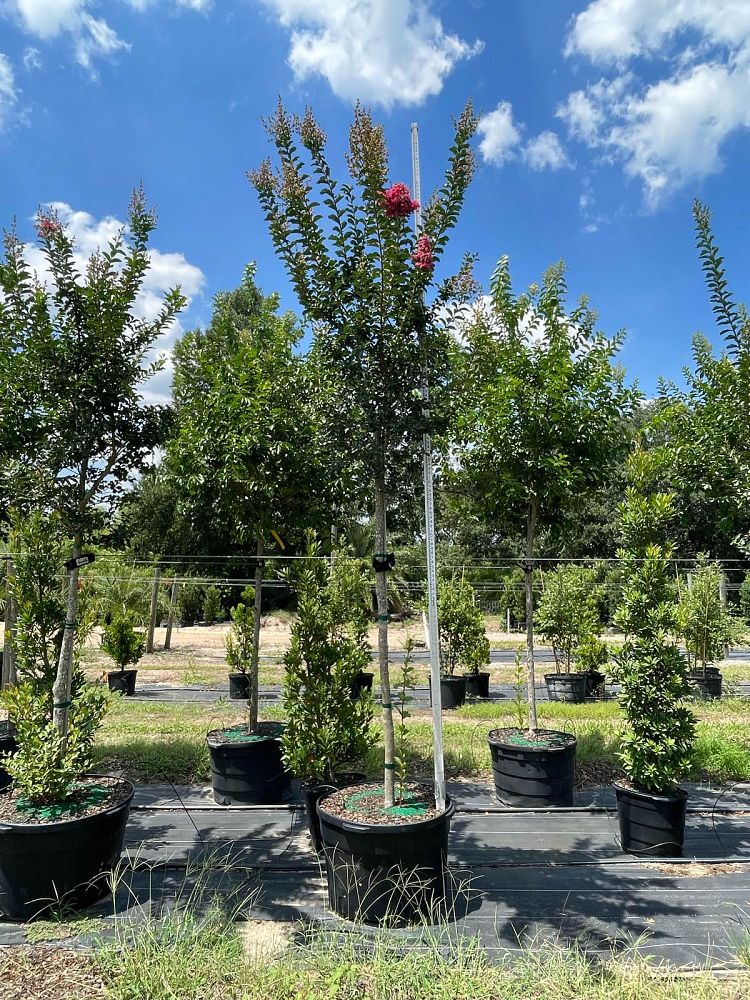 lagerstroemia-fauriei-tuscarora-japanese-crape-myrtle