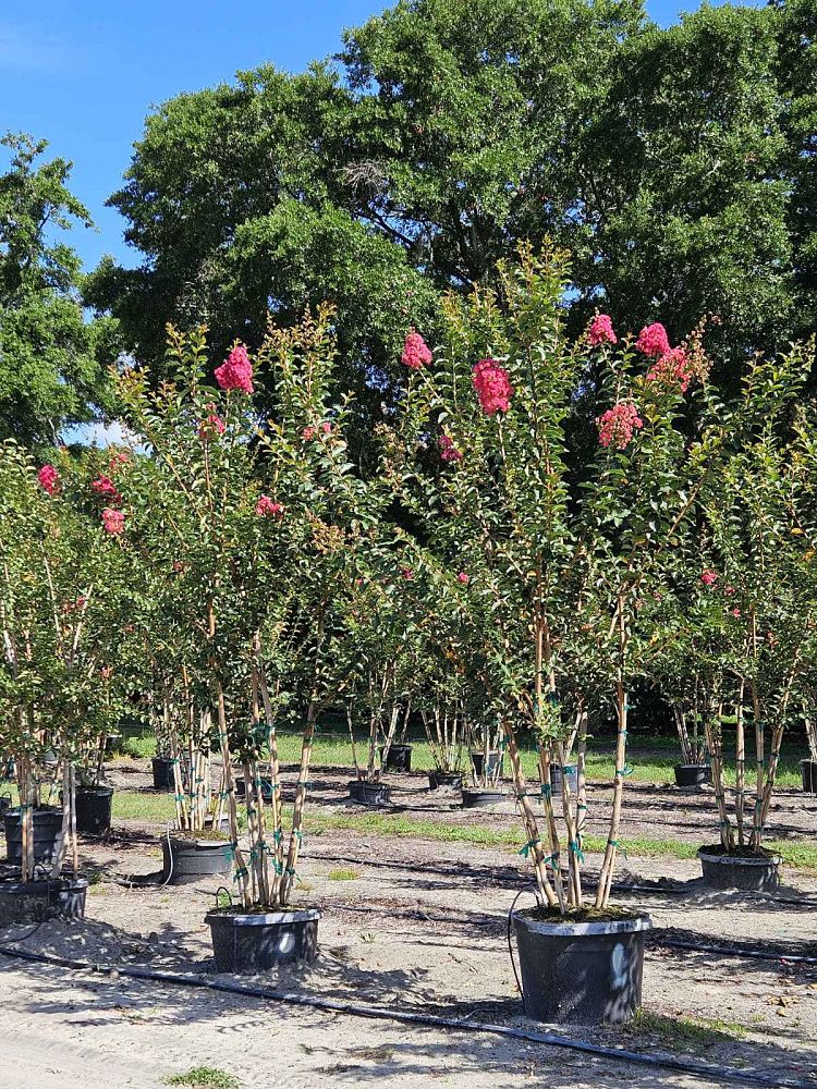 lagerstroemia-fauriei-tuscarora-japanese-crape-myrtle