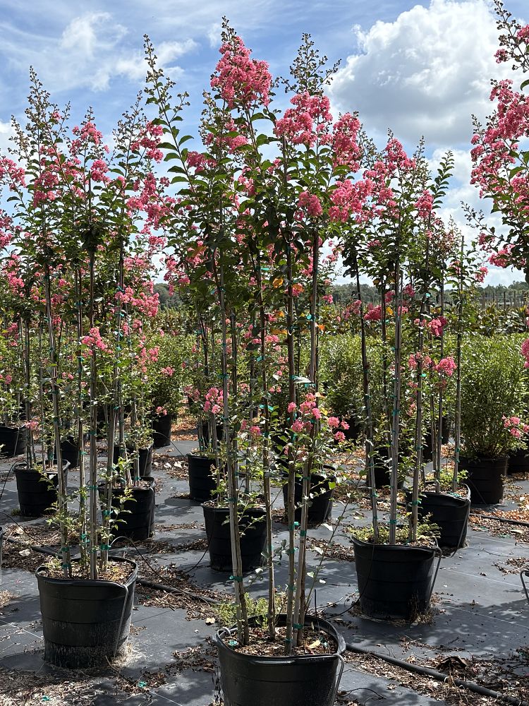 lagerstroemia-fauriei-tuscarora-japanese-crape-myrtle