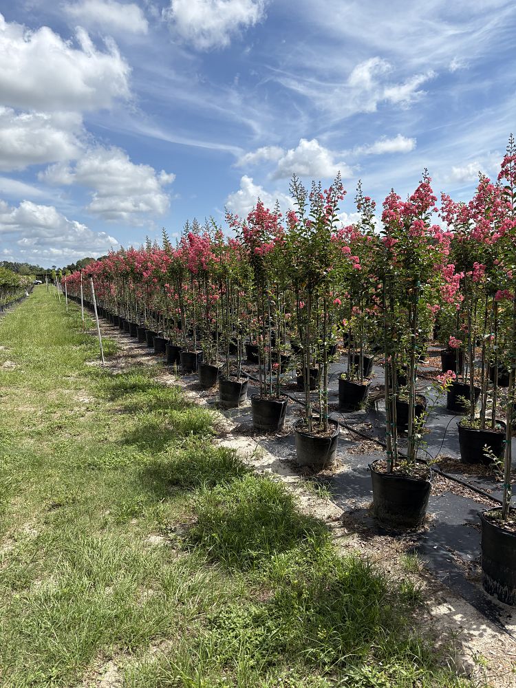 lagerstroemia-fauriei-tuscarora-japanese-crape-myrtle