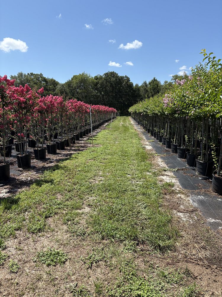 lagerstroemia-fauriei-tuscarora-japanese-crape-myrtle