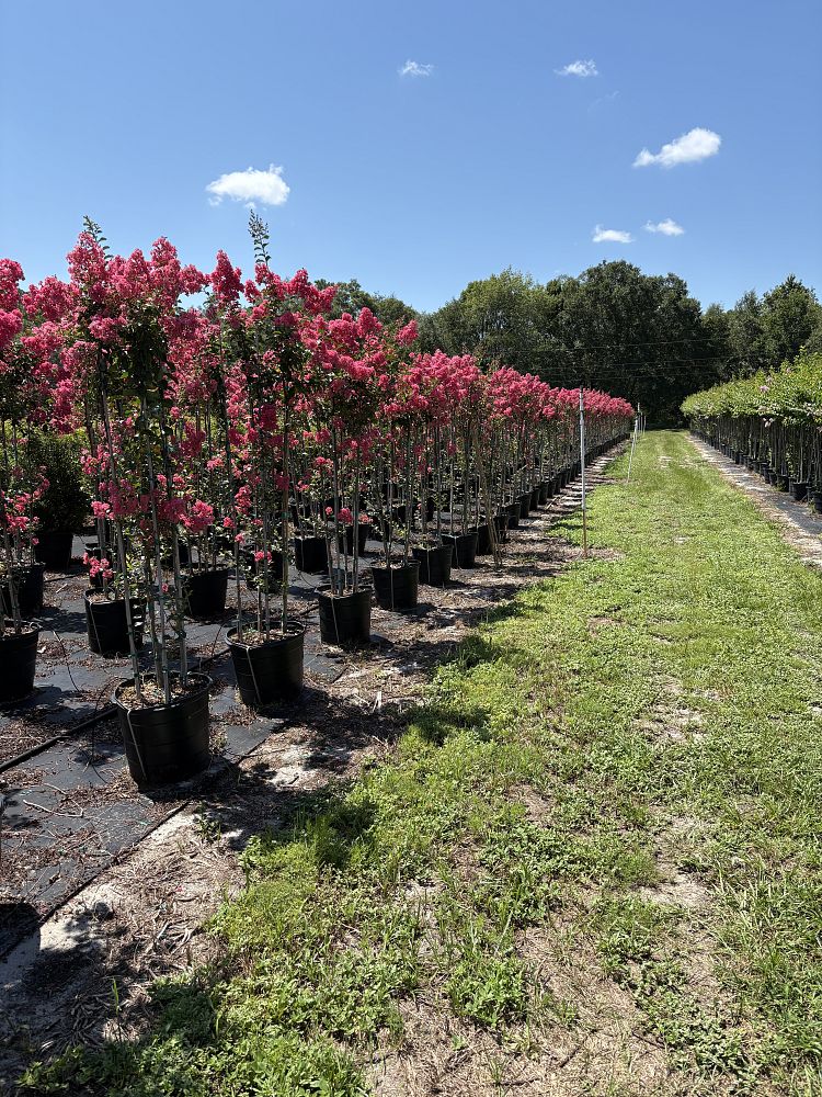 lagerstroemia-fauriei-tuscarora-japanese-crape-myrtle