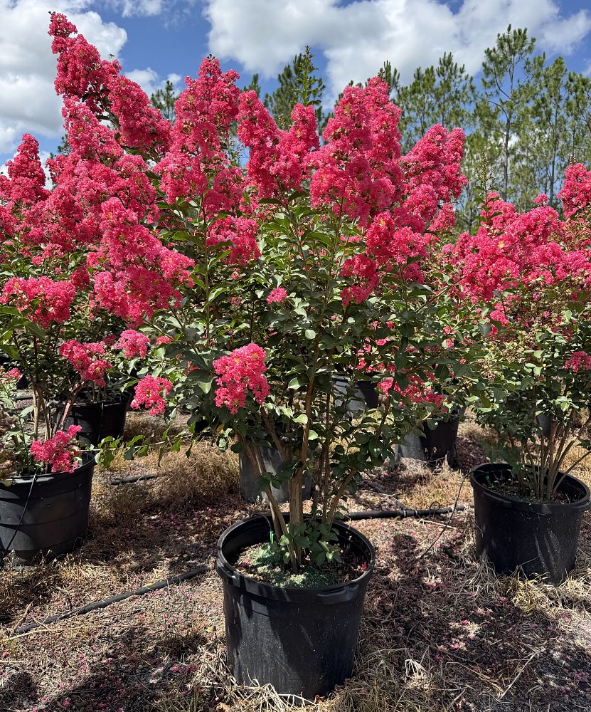 lagerstroemia-fauriei-tuscarora-japanese-crape-myrtle