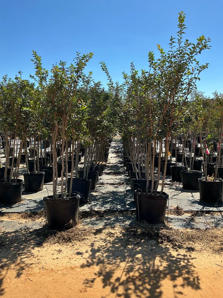 lagerstroemia-fauriei-tuscarora-japanese-crape-myrtle