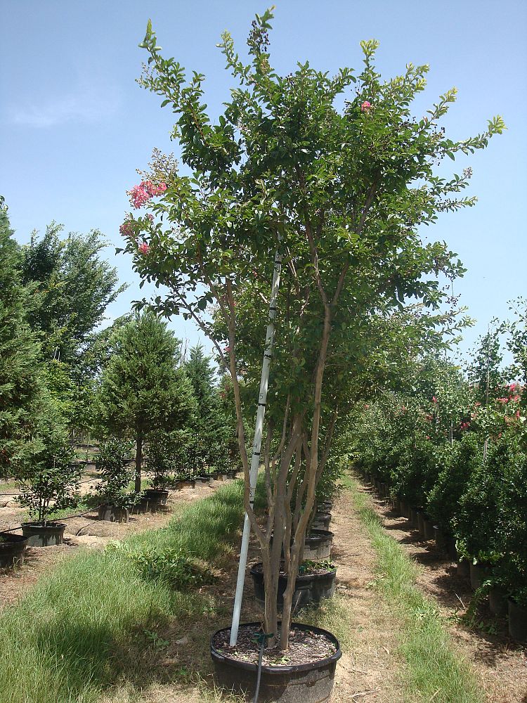 lagerstroemia-fauriei-tuskegee-japanese-crape-myrtle