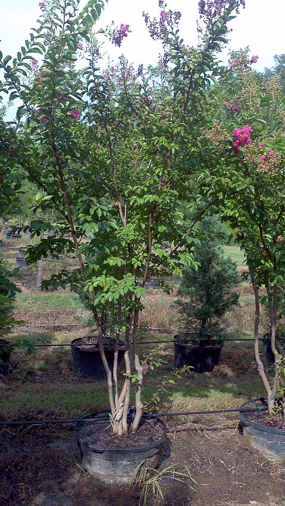 lagerstroemia-fauriei-tuskegee-japanese-crape-myrtle