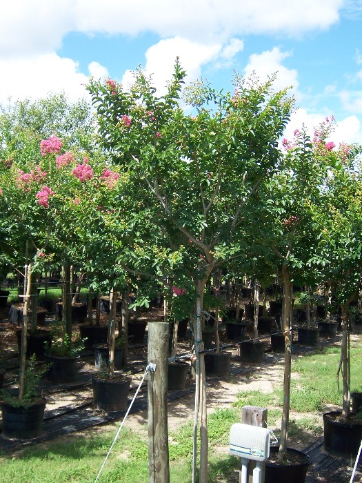 lagerstroemia-fauriei-tuskegee-japanese-crape-myrtle
