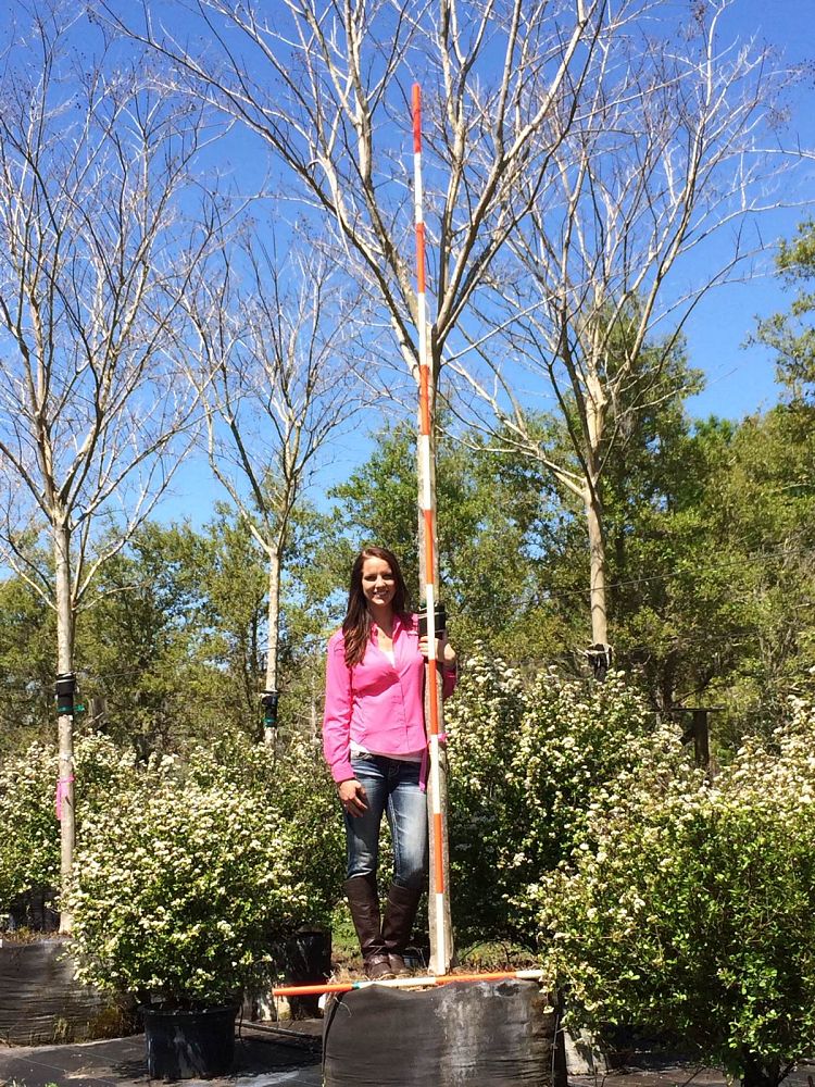 lagerstroemia-fauriei-tuskegee-japanese-crape-myrtle