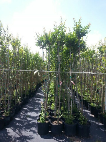 lagerstroemia-fauriei-tuskegee-japanese-crape-myrtle