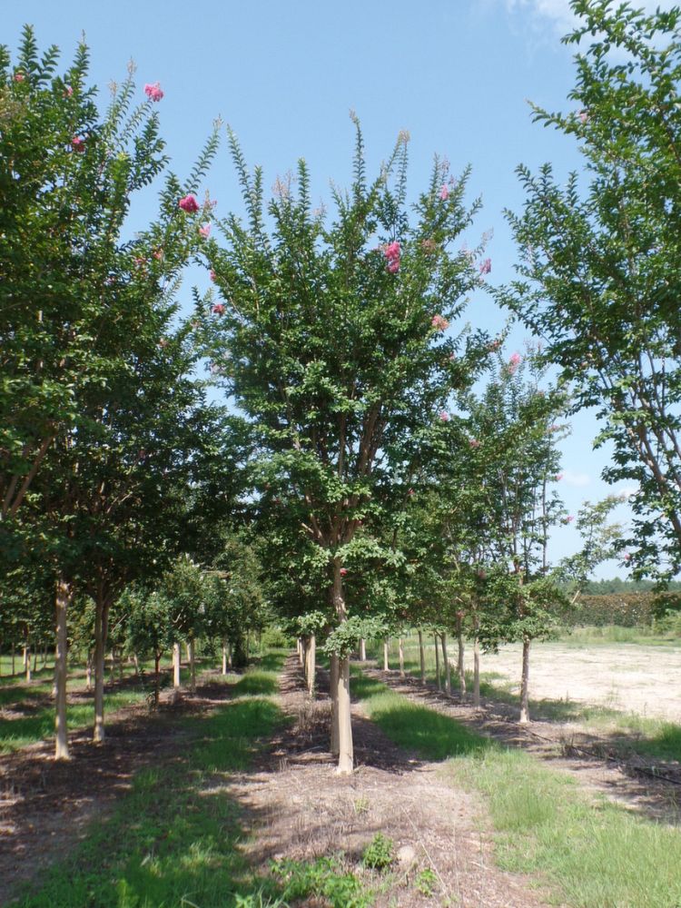 lagerstroemia-fauriei-tuskegee-japanese-crape-myrtle